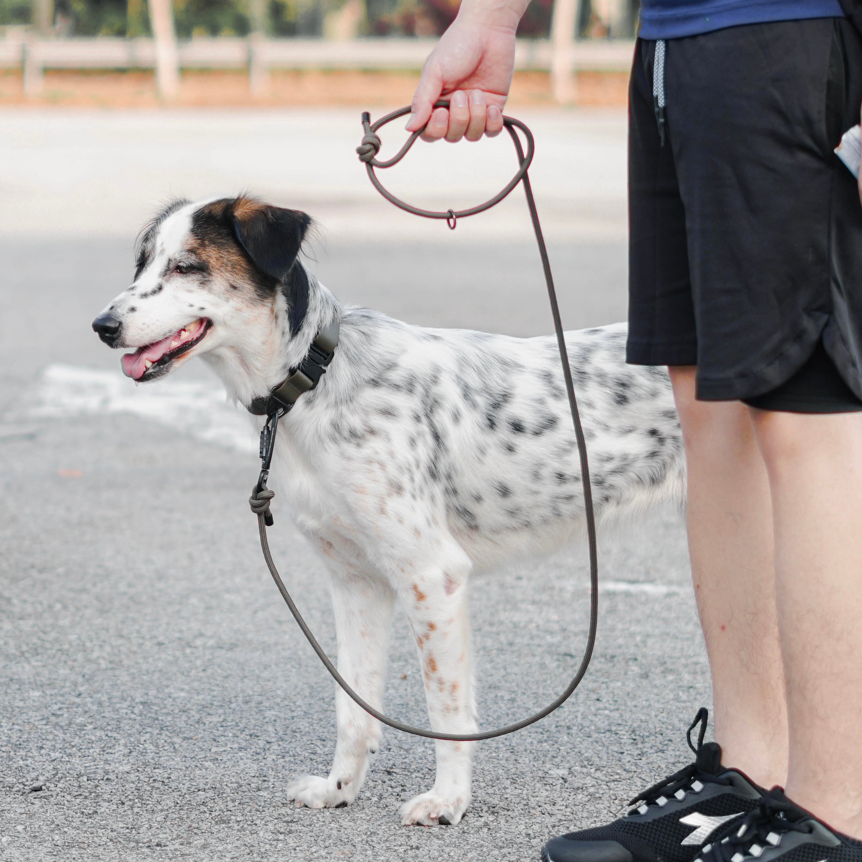 5 ft dog outlet leash