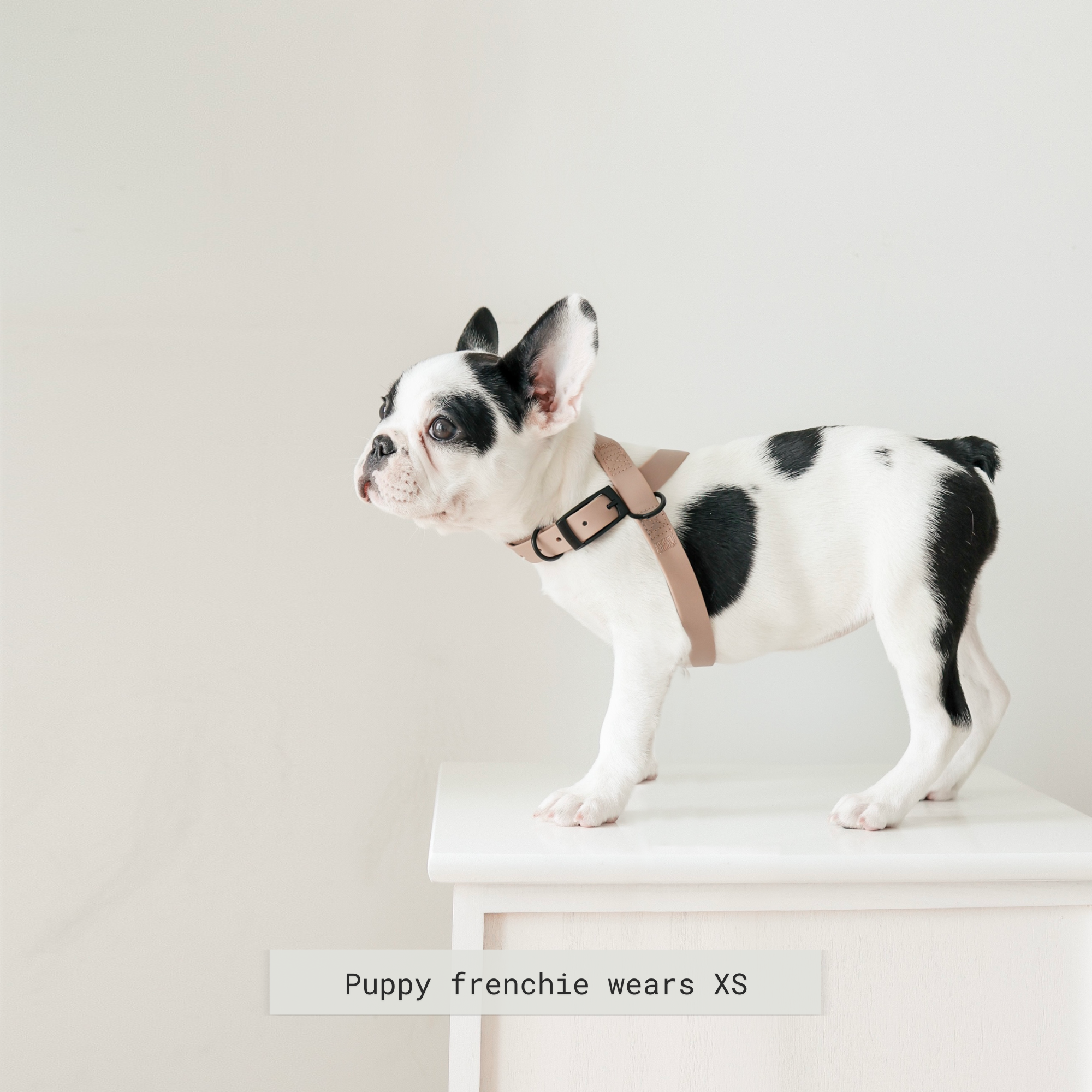 Off white dog harness best sale