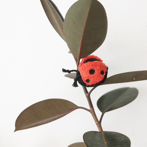 LADYBUG POP