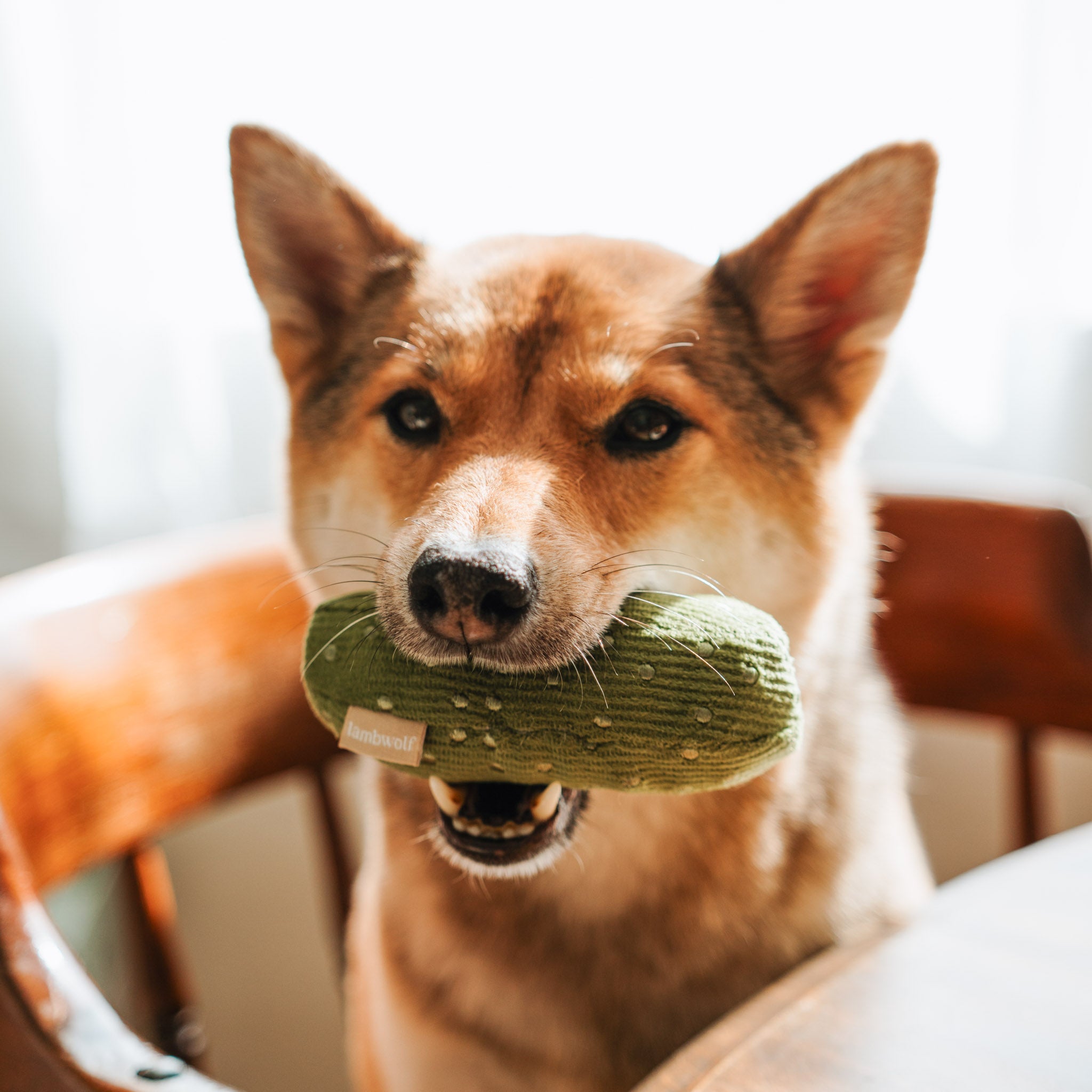 Bagel + Pickle