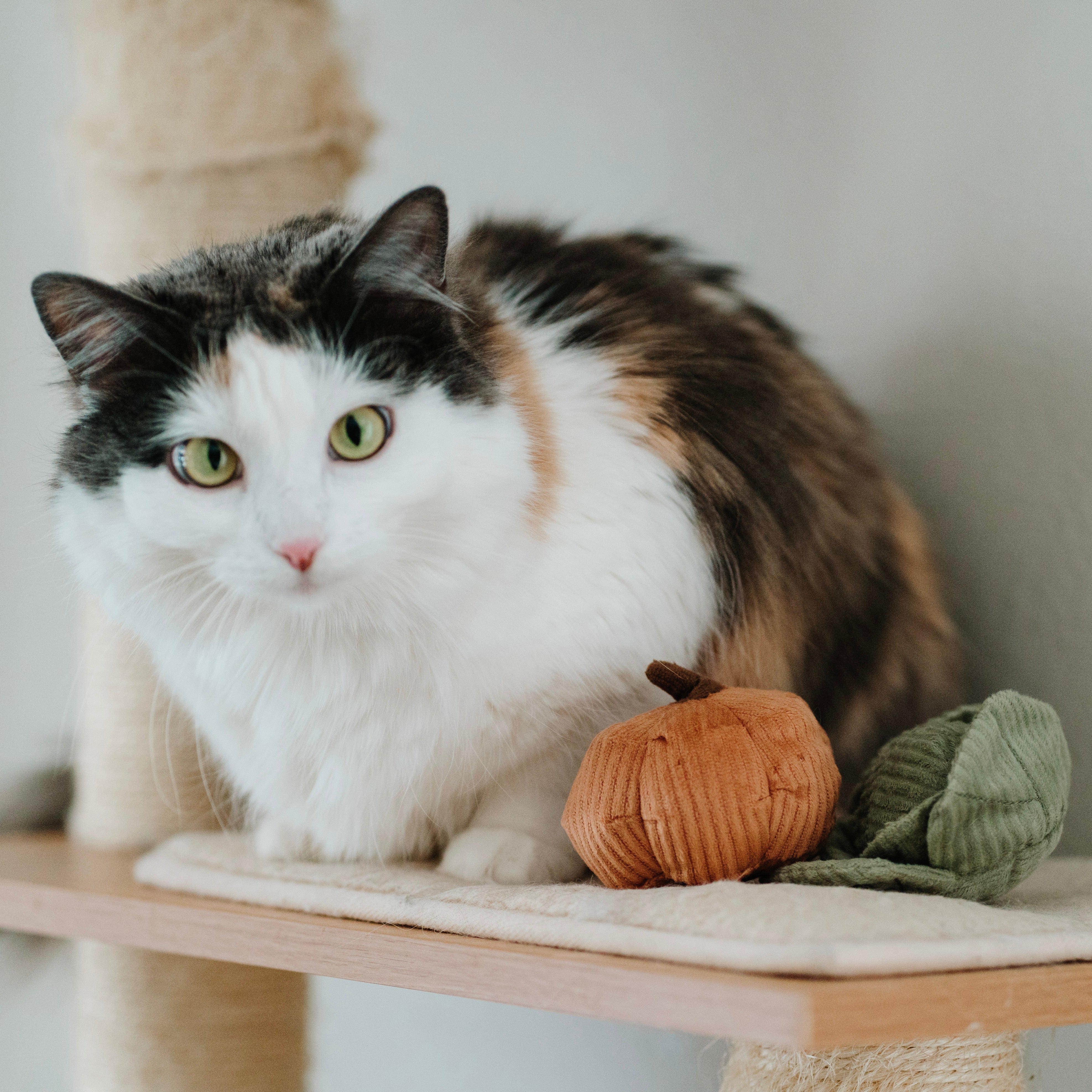 ENSEMBLE DE LÉGUMES POUR KITTY