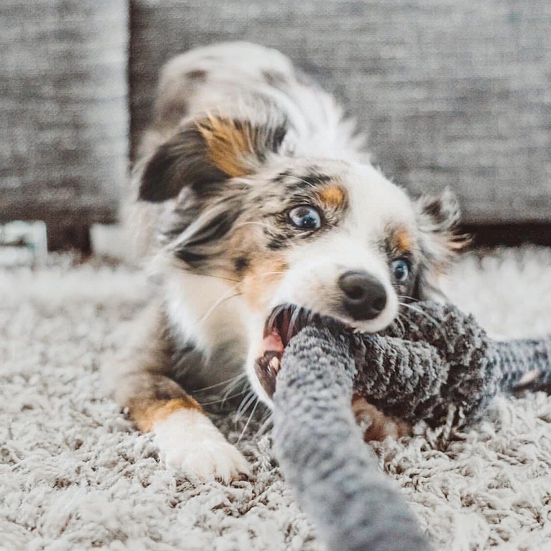 Are There Any Dog Puzzle Toys Recommended For Australian Shepherds?