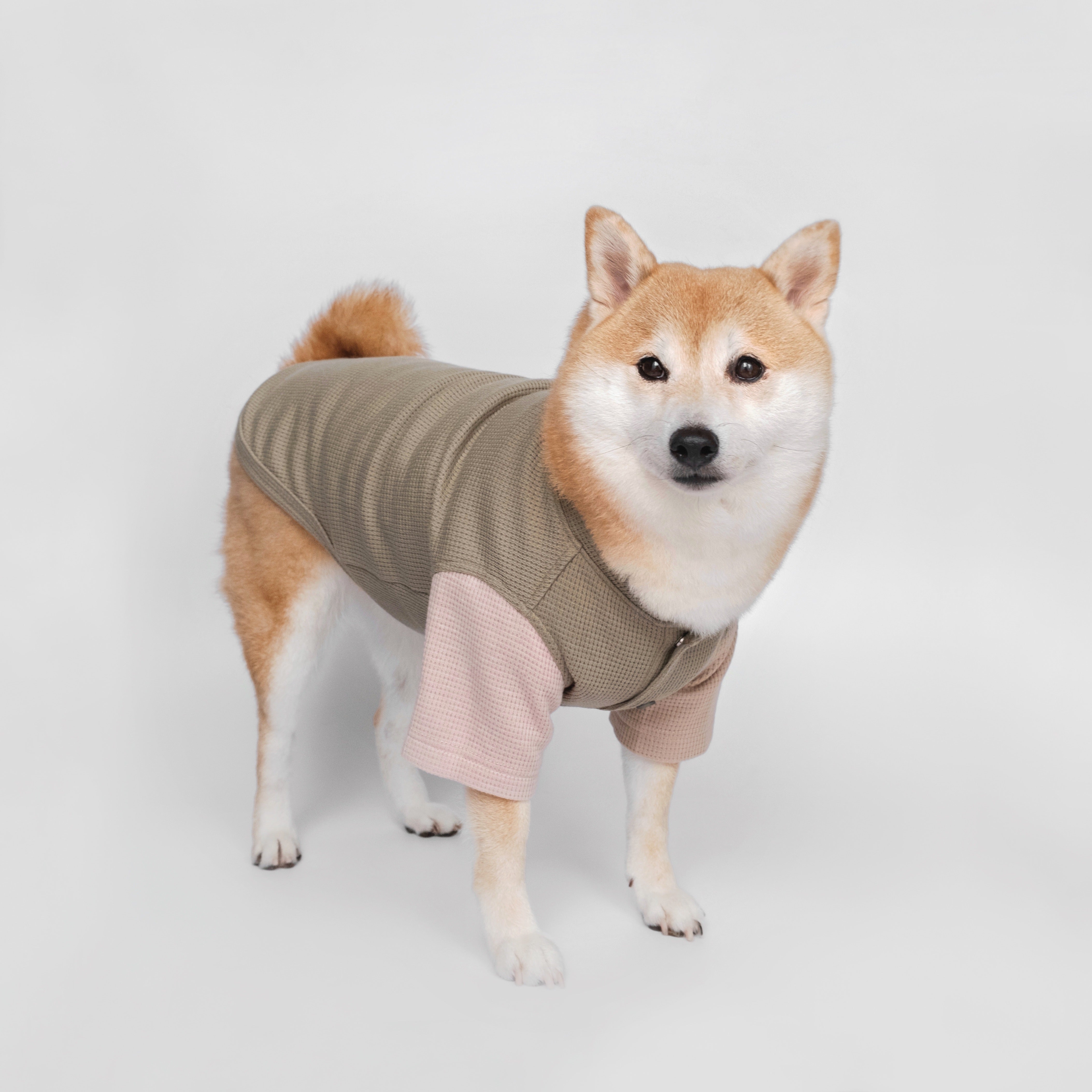 caption_SHIBA 19.5lbs/ 9kg in XXL