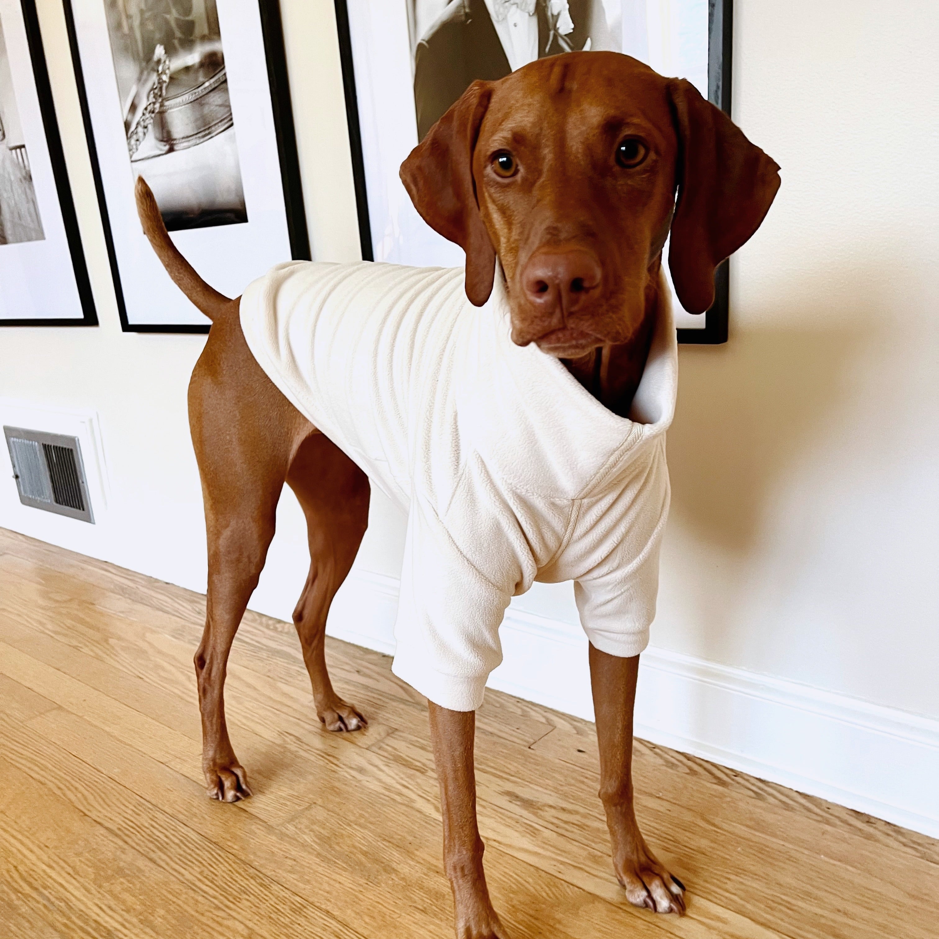 caption_Vizsla 45lbs / 20.4kg in XXL