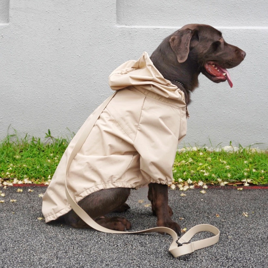 caption_Labrador 66lbs/ 30kg in XXL