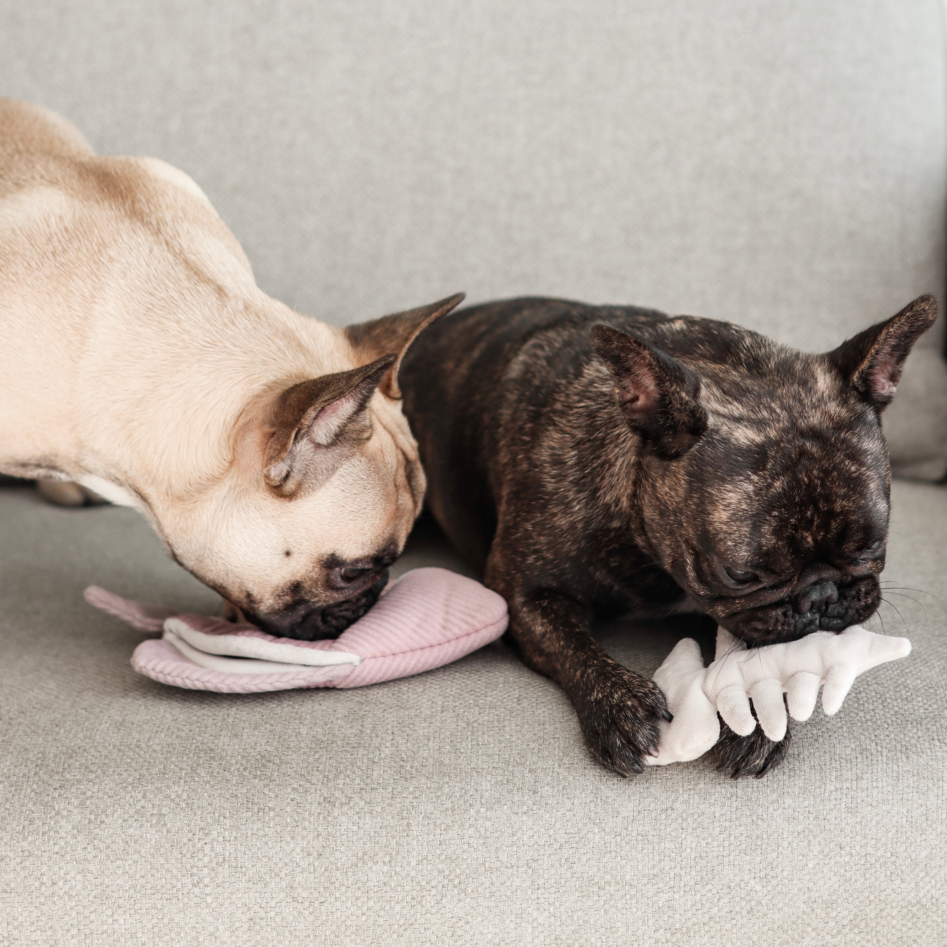 ANGEL FISH is a 2-in-1 burrow and snuffle enrichment dog toy.