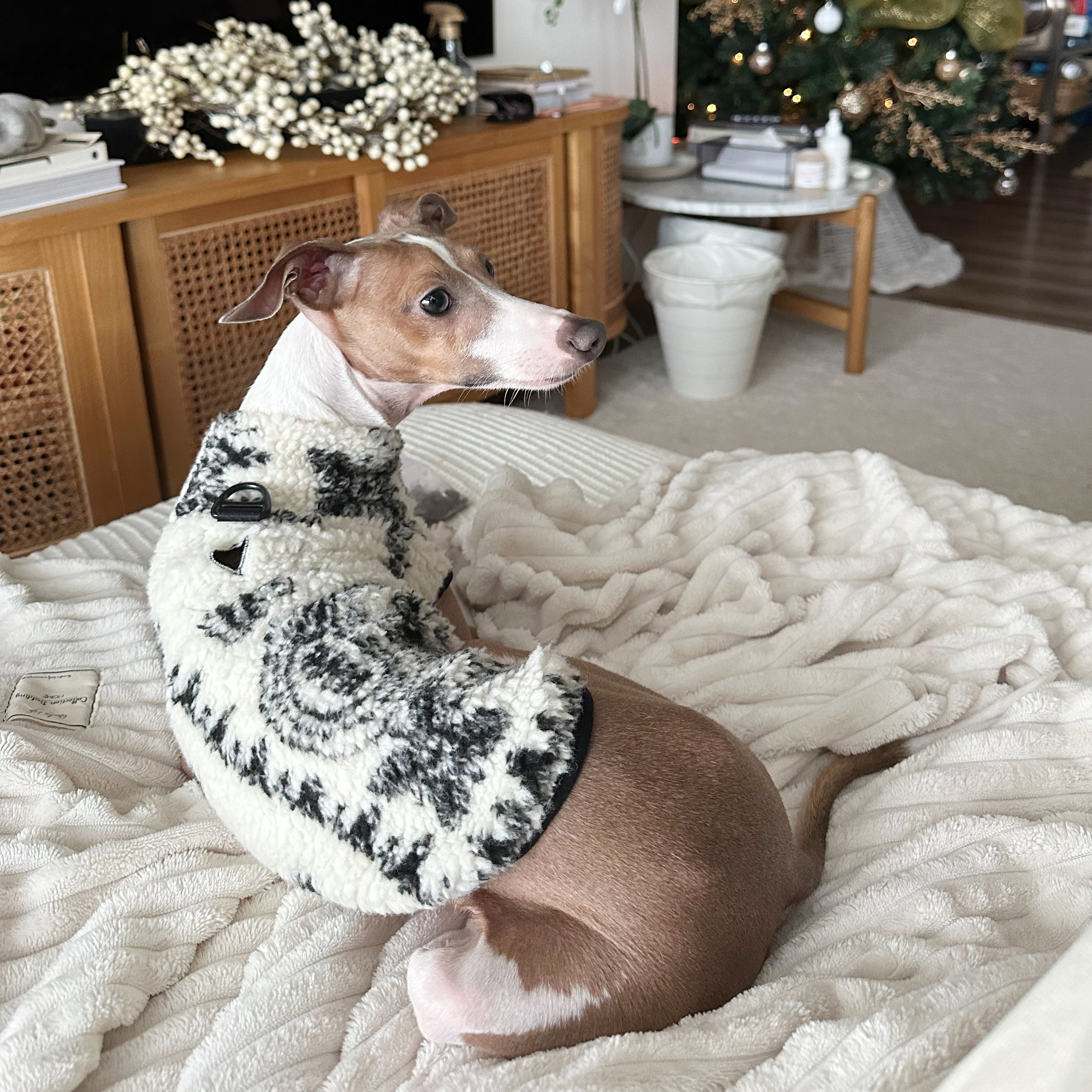 caption_Italian Greyhound 13lbs / 6kg in S